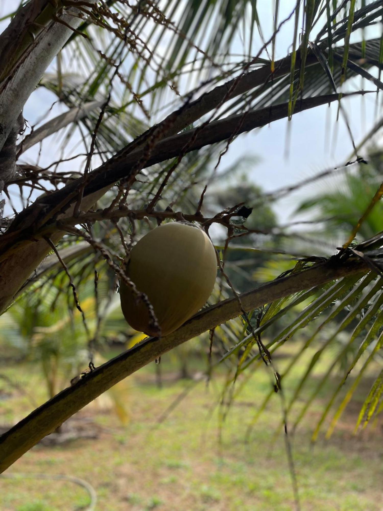 Calm Shack - 2 Bedroom-Boutique Farm Stay Munnar Exterior foto